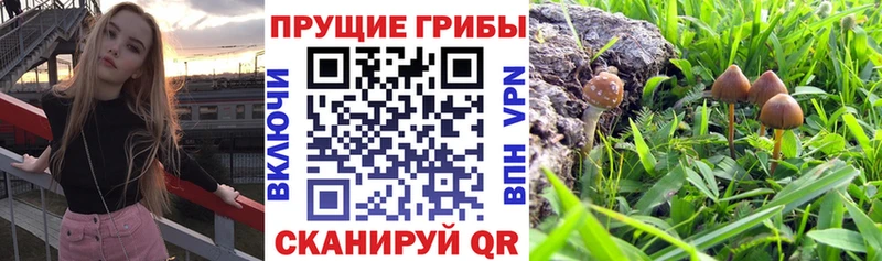 Купить где  Пыть-Ях  Галлюциногенные грибы мицелий 